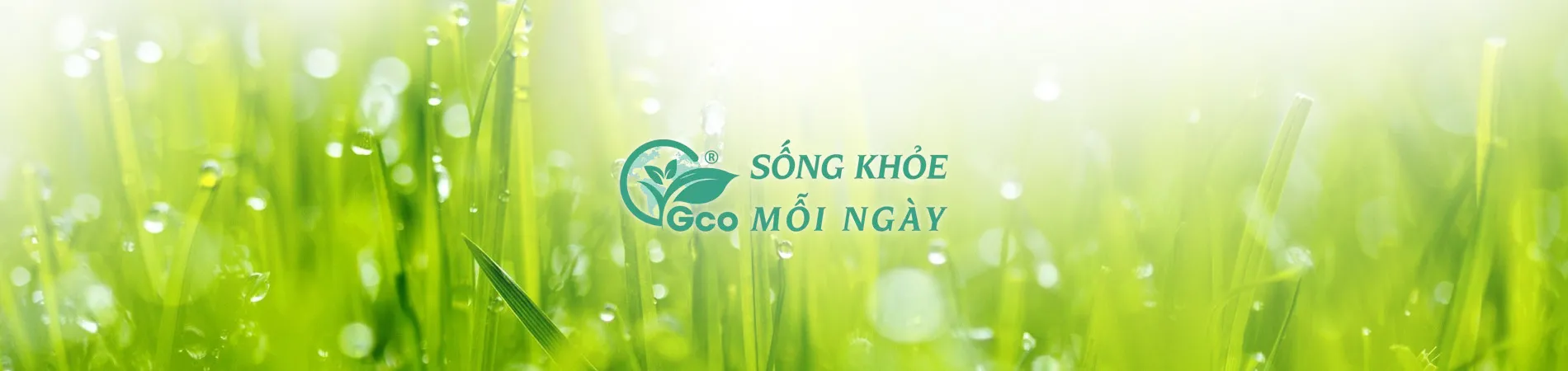 Paper GCO 02